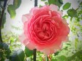 バラ 'ピエール・ドゥ・ロンサール'
