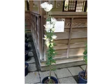 嵯峨菊 ’嵯峨の泉’