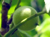 walnut