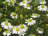 Matricaria chamomilla