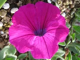 Petunia