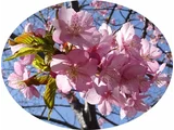 河津樱花