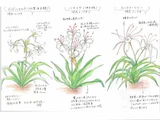 スパイダーリリー
