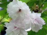 Ichiyo cherry