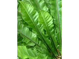 Asplenium nidus