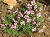 南山堇菜 '红花'