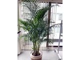 Areca palm