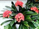 クンシラン