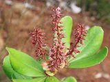cunonia purpurea