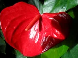 Anthurium
