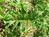 Philodendron selloum