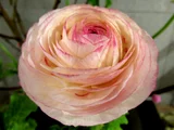 Persian buttercup