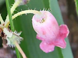 Menziesia multiflora