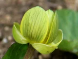榕叶毛茛