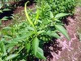 Fushimi pepper