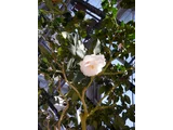 茶花 '貴宝殿'