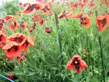 Ladybird Poppy