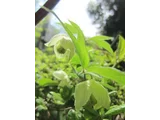 シロバナハンショウヅル