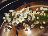 珍珠绣线菊