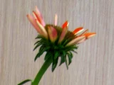 Echinacea purpurea