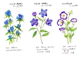 リンドウ