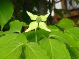 ヤマボウシ