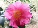 Camellia sasanqua
