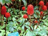 Indonesian wax ginger