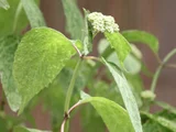 Hydrangea serrata