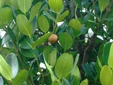 菲島福木