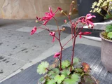 ダイモンジソウ '紅珊瑚'