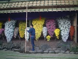 懸崖作り 菊>小菊