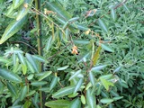 Telegraph plant