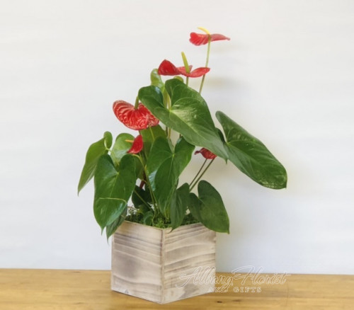 Red Anthurium