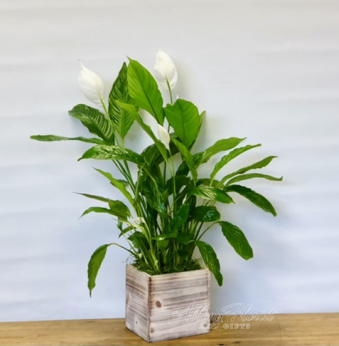 Peace lily