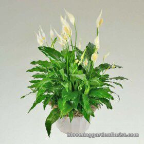 Stunning peace lily plant - p15