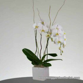 Elegant White Orchid Plant P25 Blooming Garden Florist
