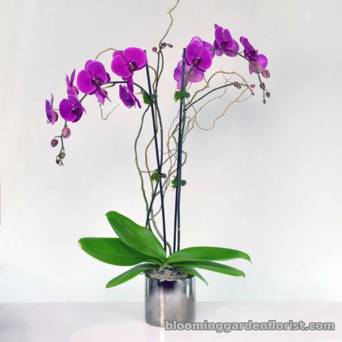 Purple Phalaenopsis Orchid Plant - p26