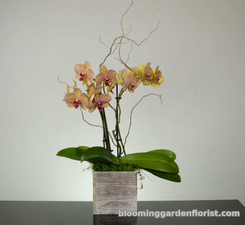 Butterfly Orchid Plant - P24