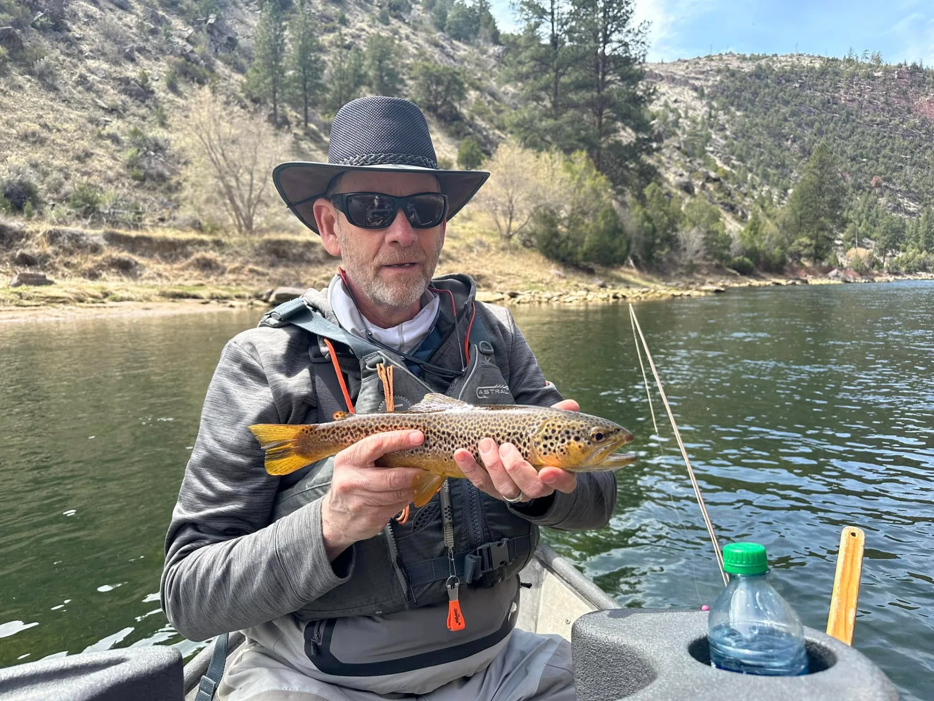 brown trout on the green river