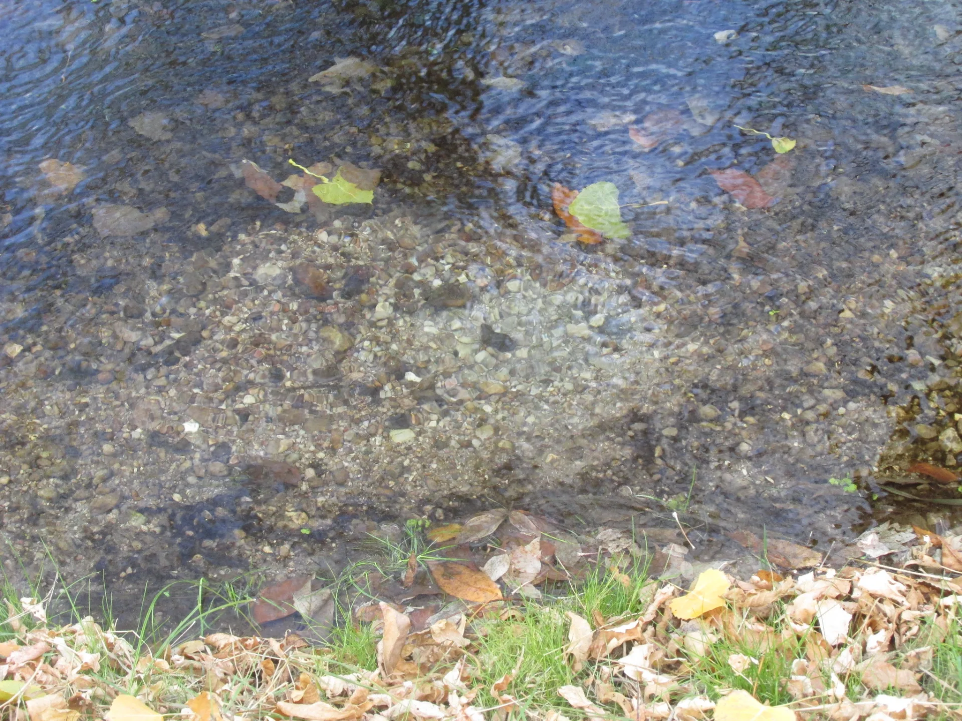 Brown Trout Redd