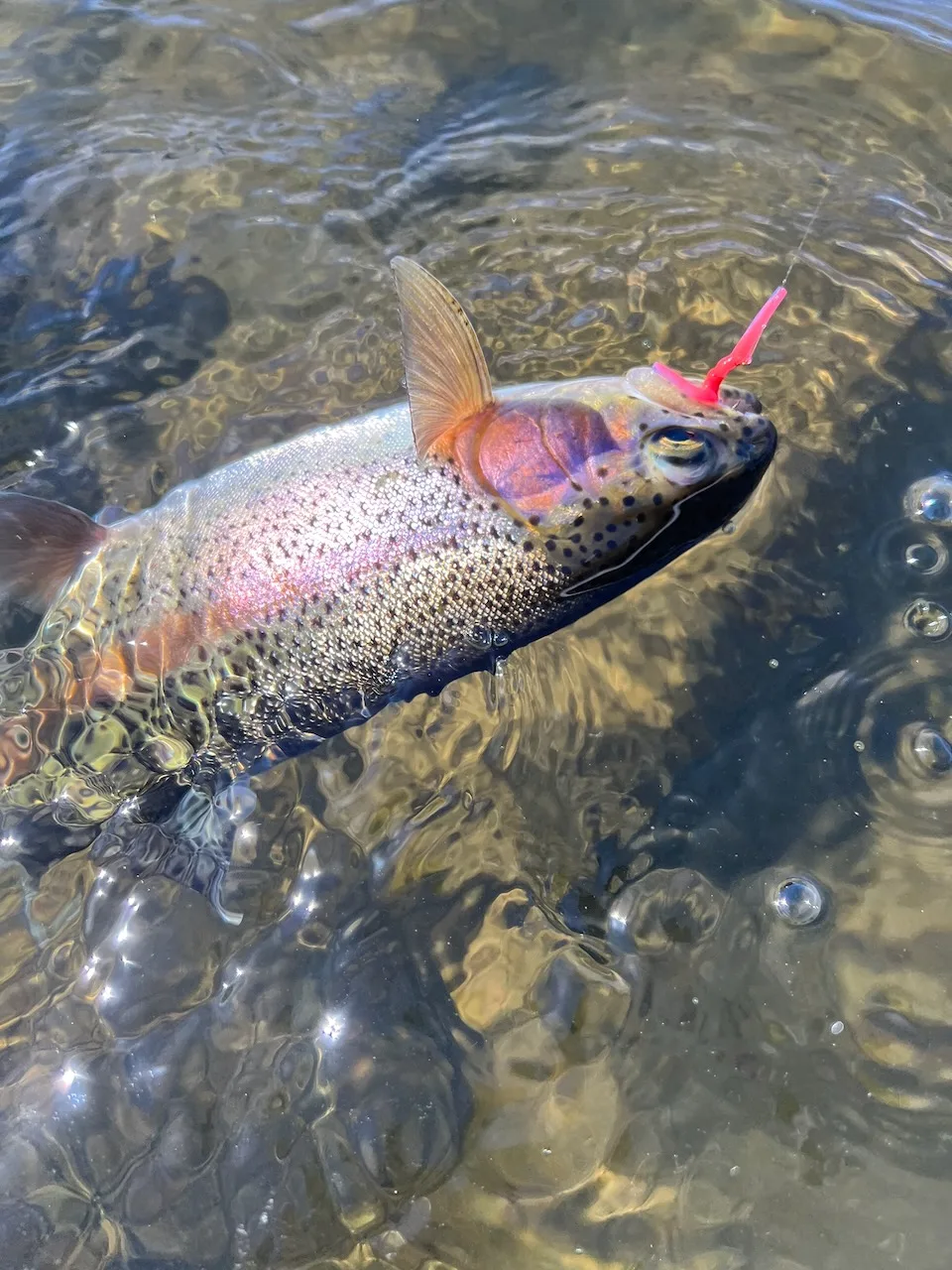 Brown Trout ate a squirmy worm