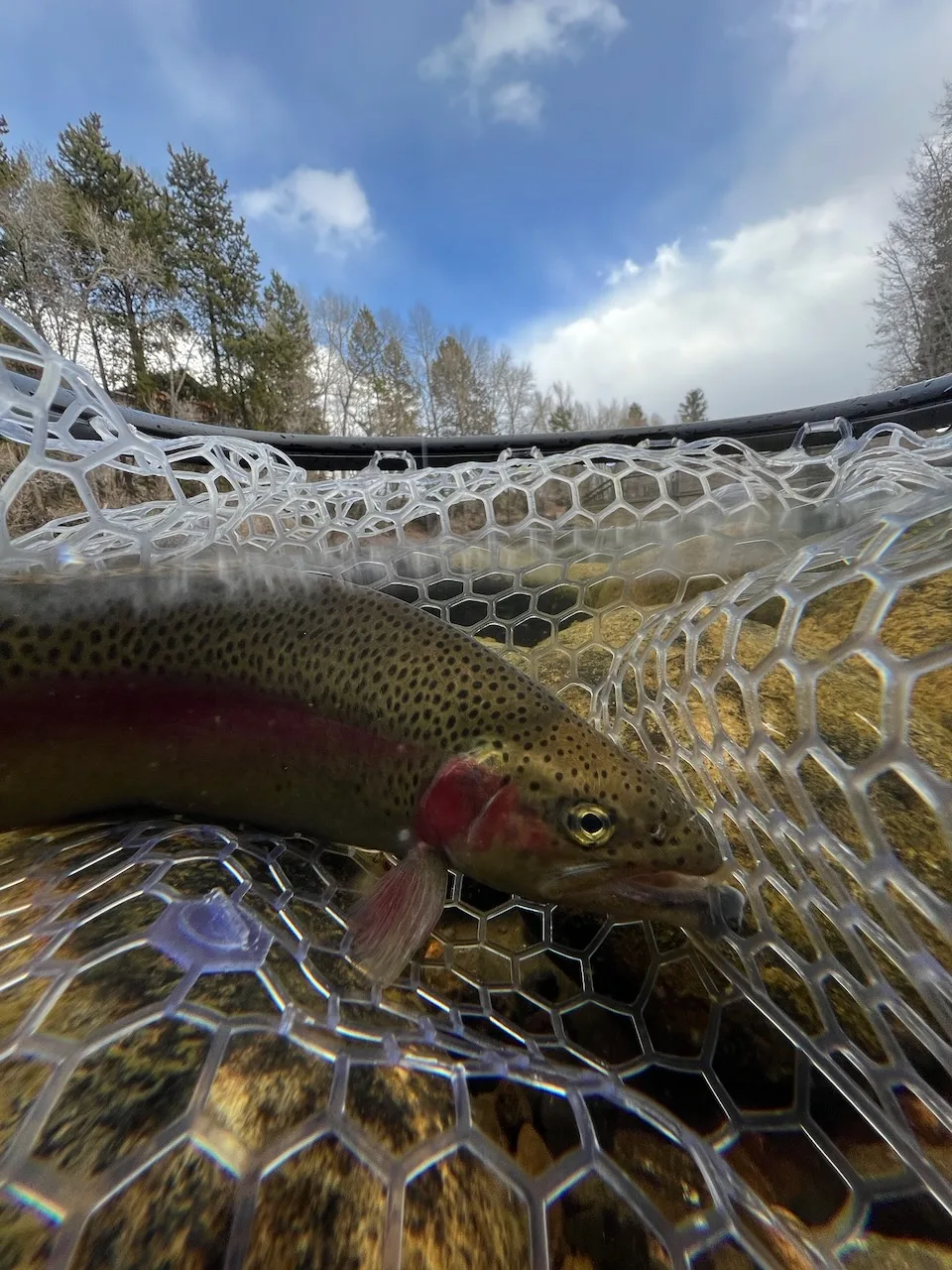 rainbow trout blue river silverthorne