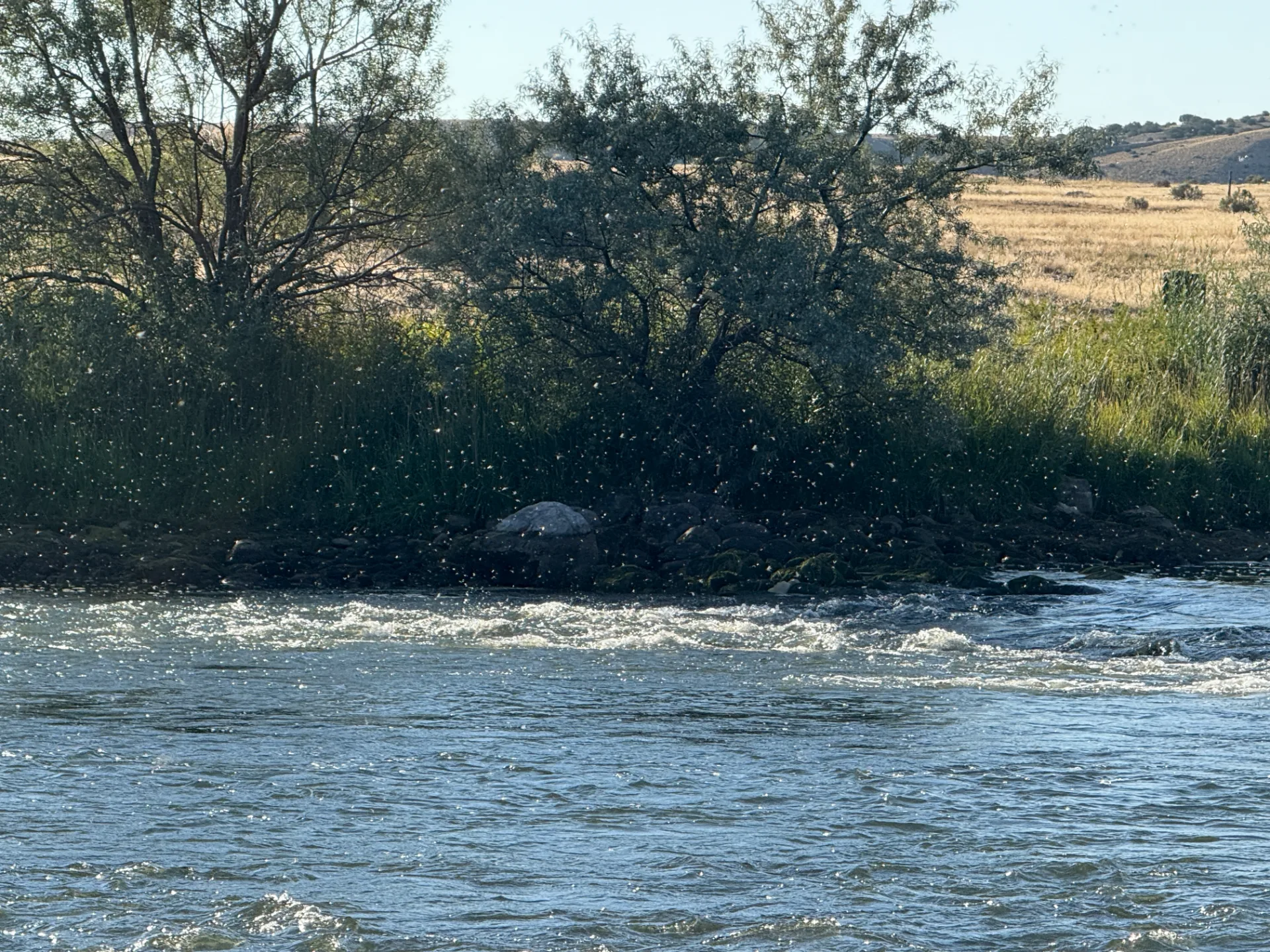 hatch on the Gray Reef