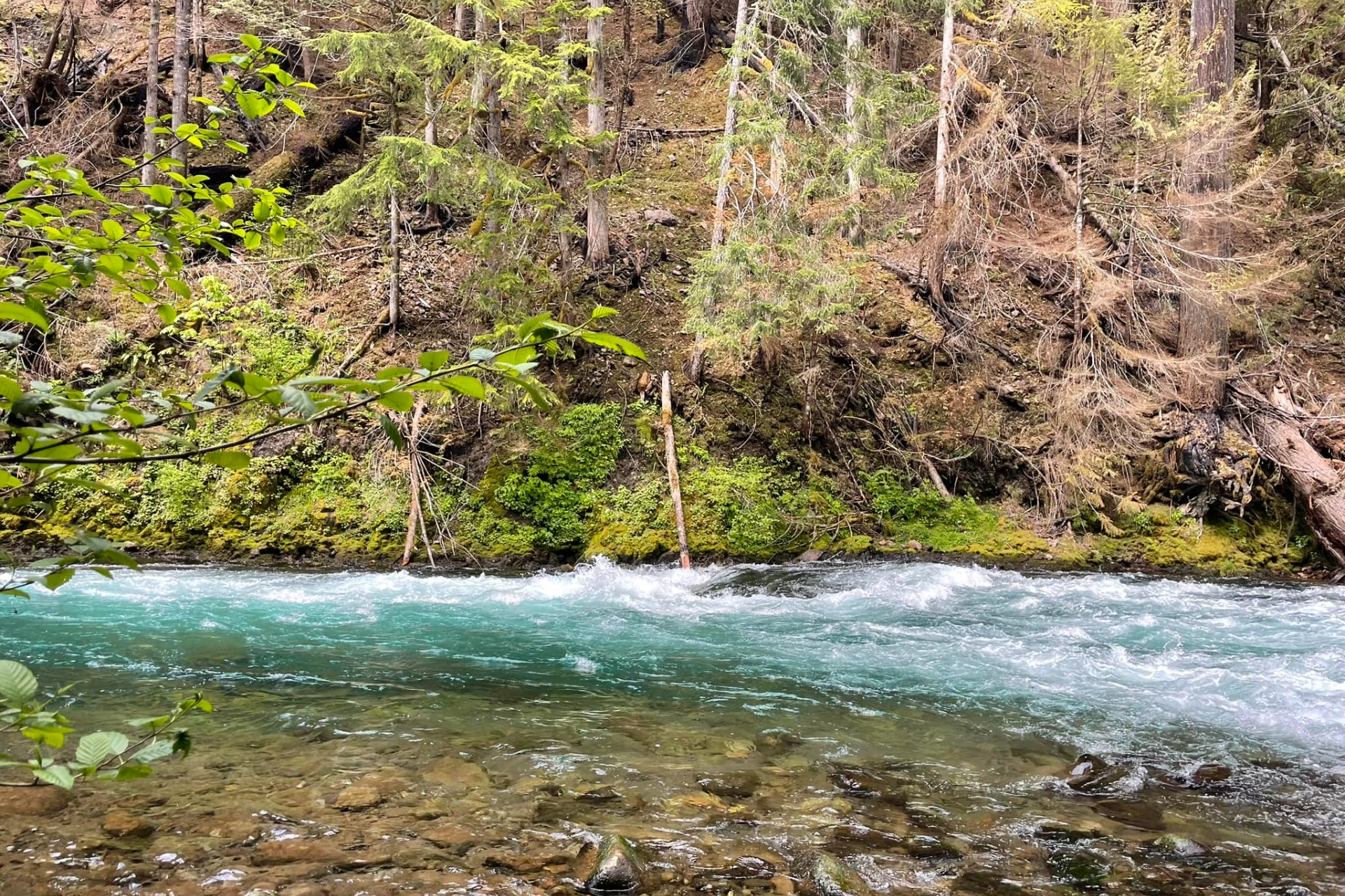 McKenzie River - Upper preview photo