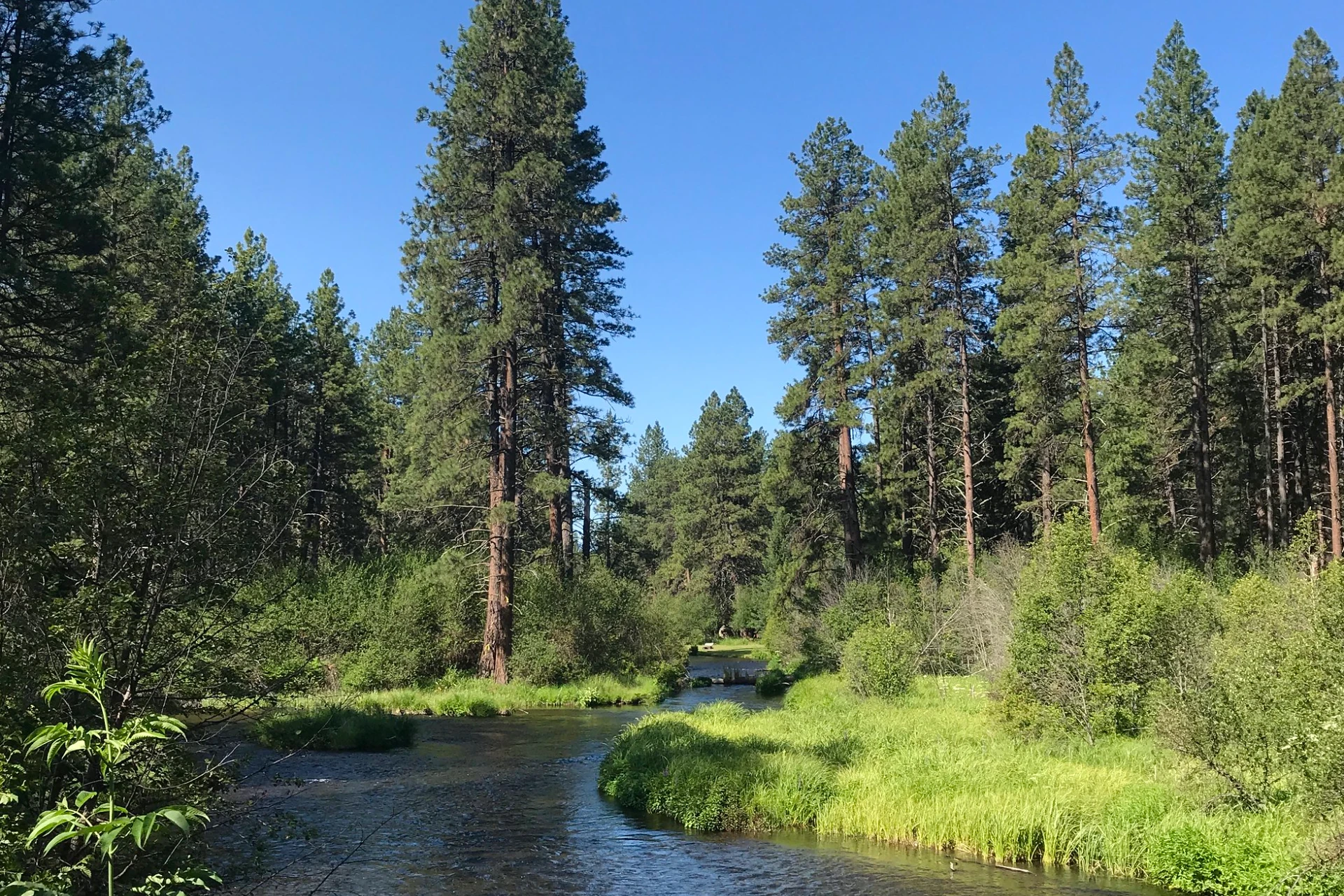 Metolius River preview photo