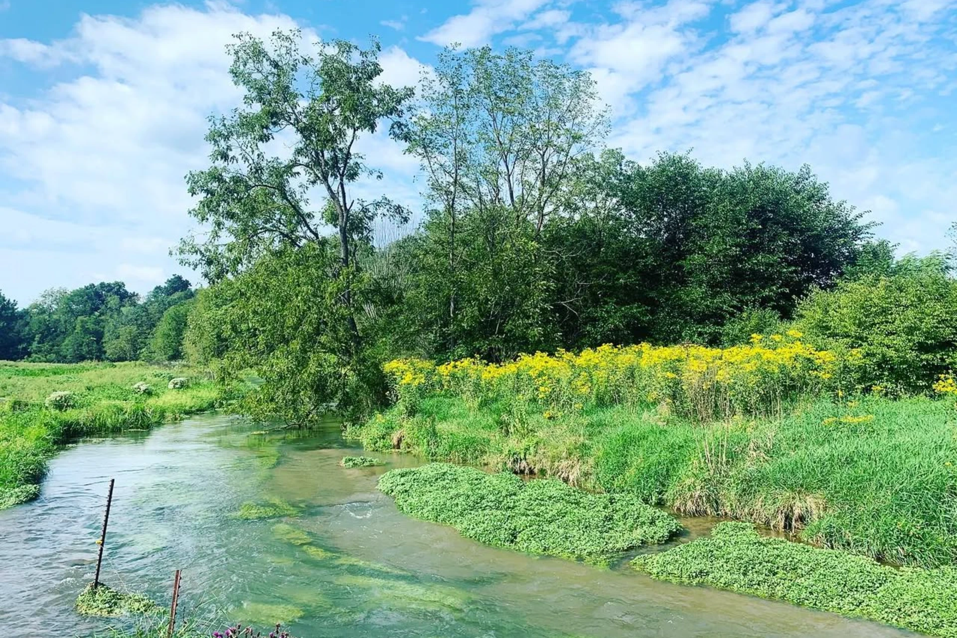 Mossy Creek preview photo