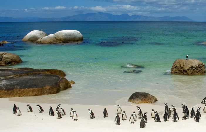 Penguins-Boulders-Beach-South-Africa-1920x2560