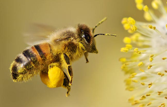 Bee Pollen feelguide.com