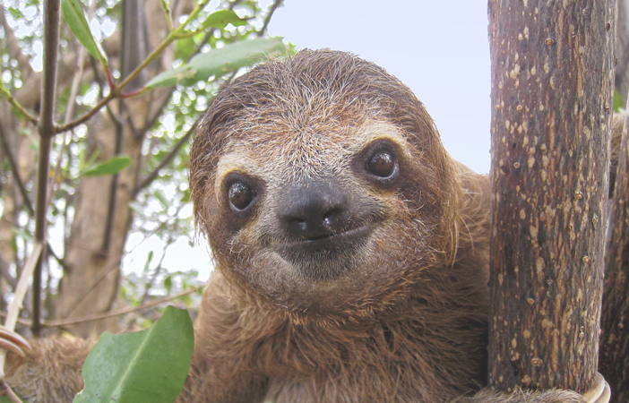 Baby sloth